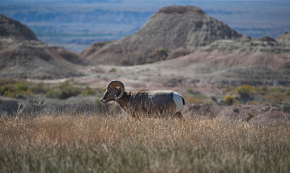 Big Horn Sheep