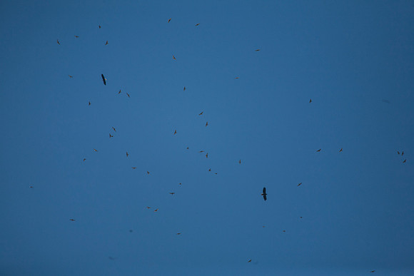Broad-Winged Hawk Migration