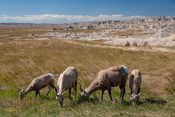 Big Horn Sheep