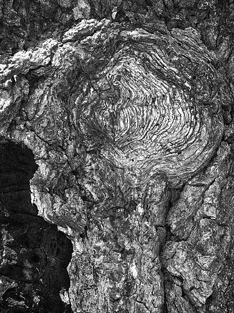 Tree Trunk, Rockford, IL