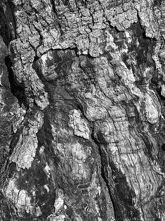 Tree Trunk, Rockford, IL