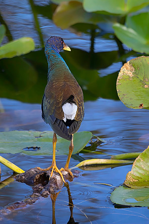 Purple Gallinule