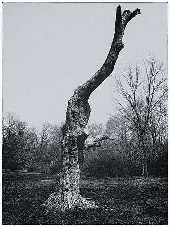 Old Snag, Rockford Arboretum, Rockford, IL