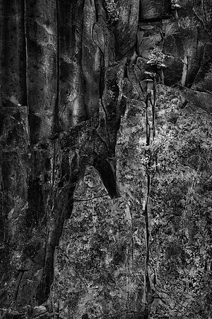 Rock Wall, Stevens Canyon, Mt. Rainier National Park, WA