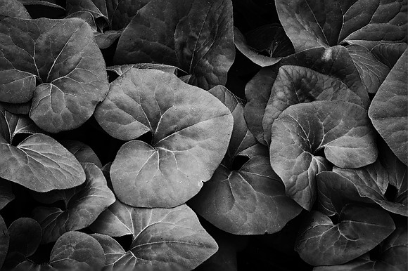 Leaves, Spring, Morton Arboretum, Lisle, IL