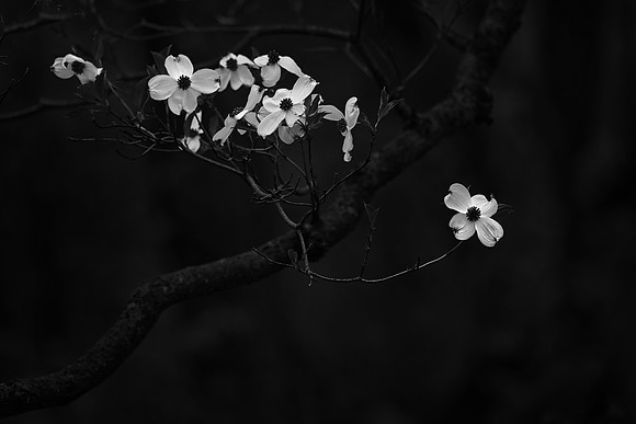 Flowering Dogwood, Lisle, IL