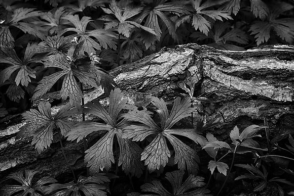 Wild Geranium (Geranium Maculatum), Morton Arboretum, Lisle, IL