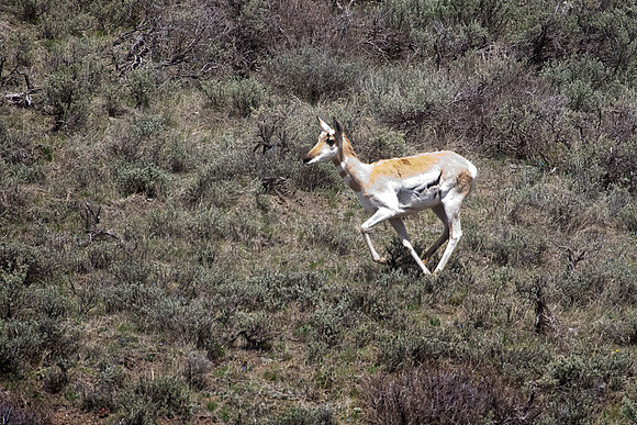 Juvenile Pronghorn, Running
