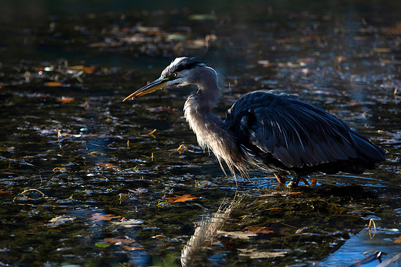 Great Blue Heron