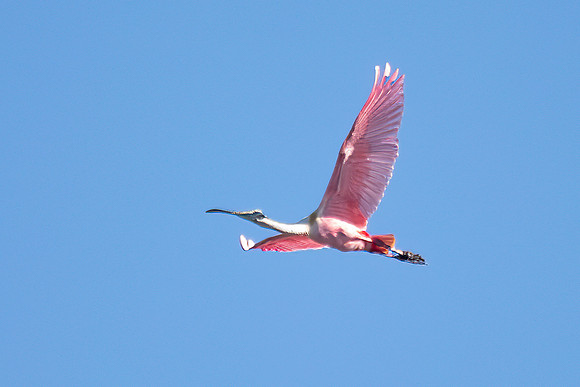 Roseate Spoonbill In Flight