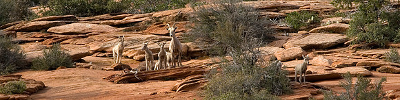 Big Horn Sheep Panoramic, Zion National Park, UT