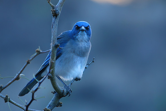 Mexican Jay