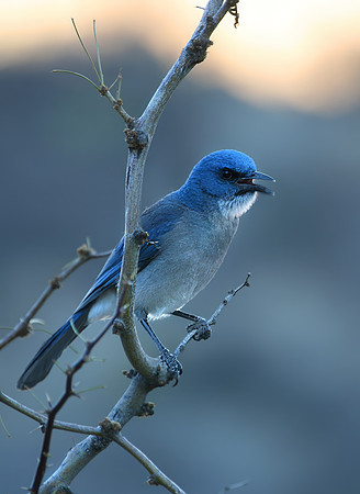 Mexican Jay