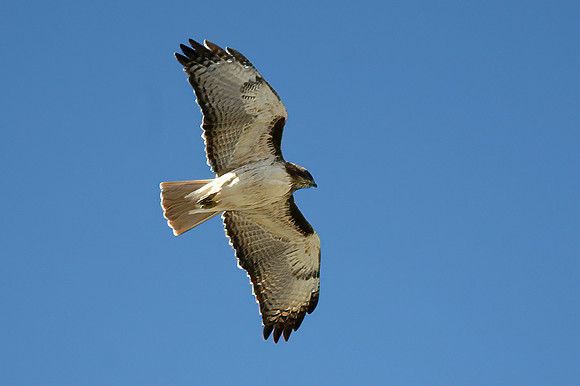 Broad-Winged Hawk