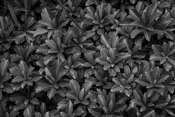 Holly, Anderson Gardens, Rockford, IL