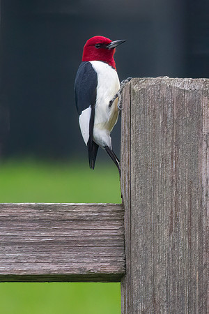 Red-Headed Woodpecker