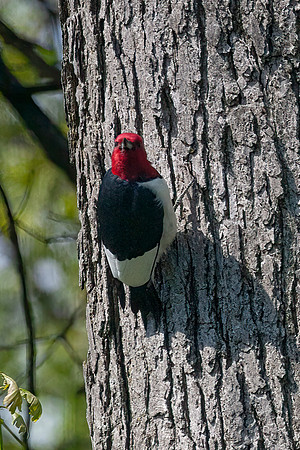 Red-Headed Woodpecker