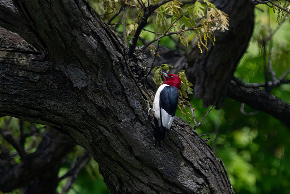 Red-Headed Woodpecker