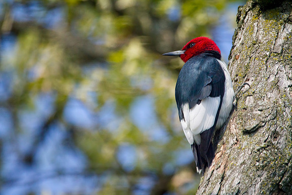 Red-Headed Woodpecker
