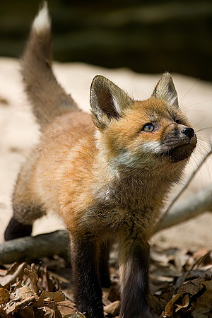 Red Fox Kit