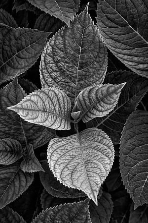 New Growth I, Anderson Japanese Gardens, Rockford, IL