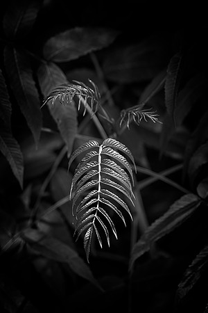 New Growth II, Anderson Japanese Gardens, Rockford, IL