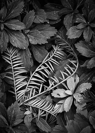 New Growth III, Anderson Japanese Gardens, Rockford, IL