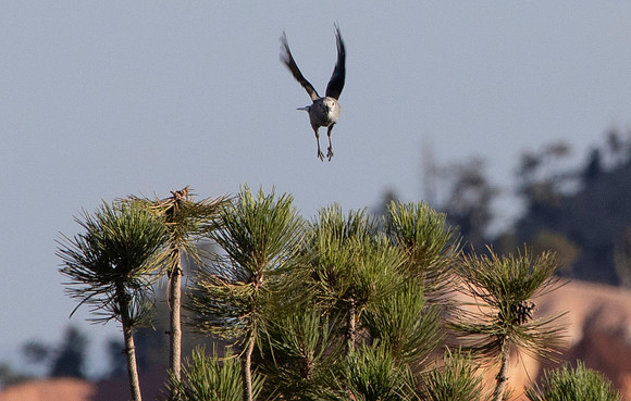 Clark's Nutcracker in Flight