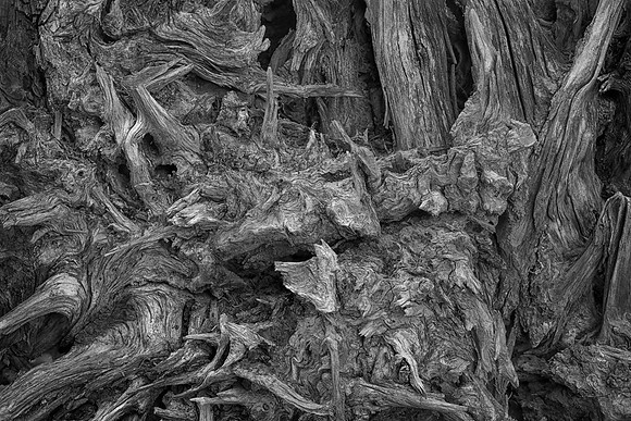 Stump Detail, Mt. Rainier National Park, WA