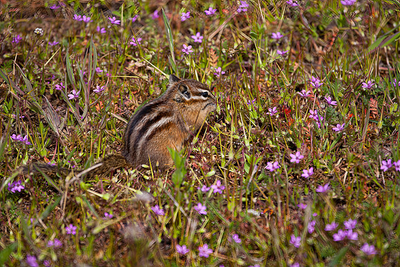 Least Chipmunk