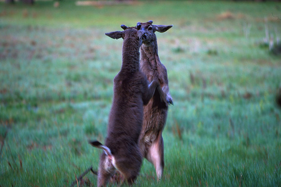 Young Mule Deer Bucks Squaring Off