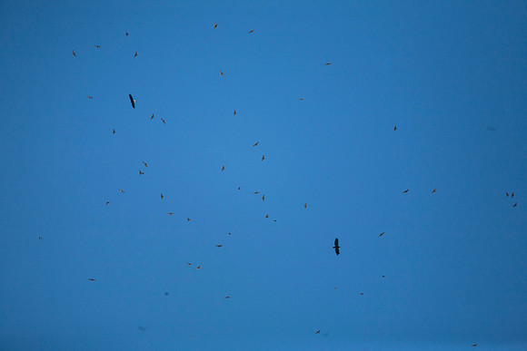 Bald Eagles and Broad-Winged Hawks, National Hawk Migration, Hawk Ridge Bird Observatory, Duluth, MN