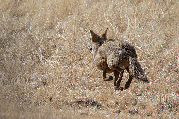 Coyote Running