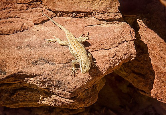Lizard