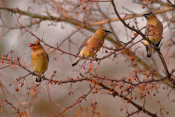 Cedar Waxwings