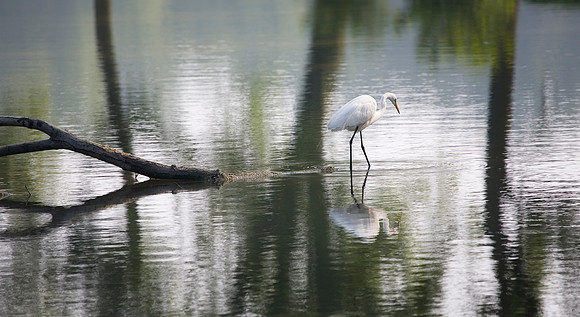 Great Egret