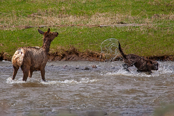 Wolf and Elk