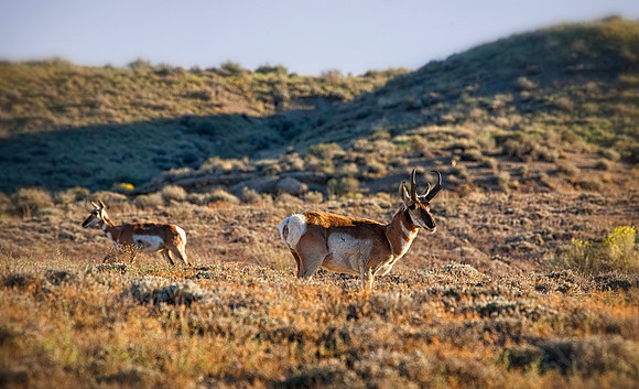 Pronghorn