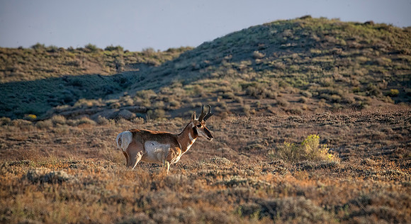 Pronghorn