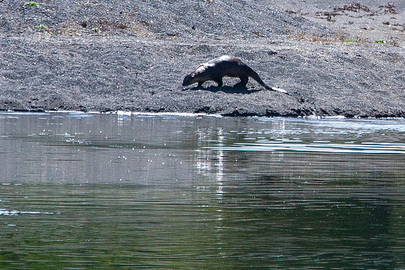 River Otter