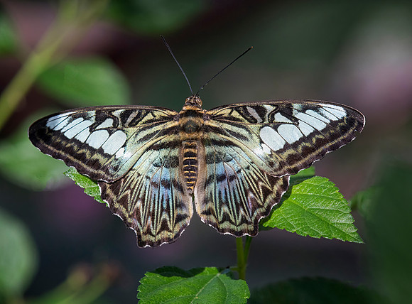 Violet Clipper (Parthenos sylvia violacea)