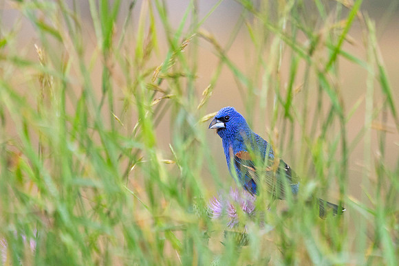 Blue Grosbeak, Male