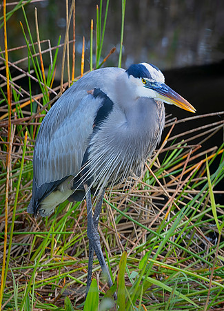 Great Blue Heron