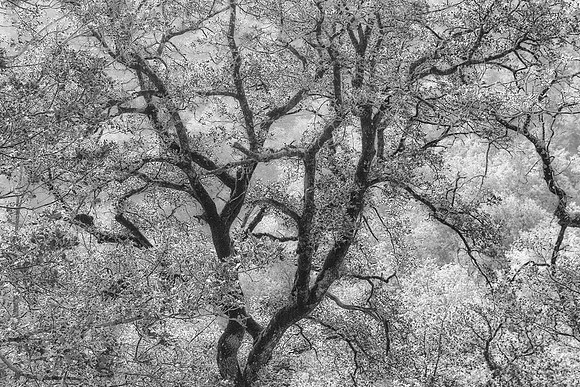 Tuscan Tree in Spring, Italy