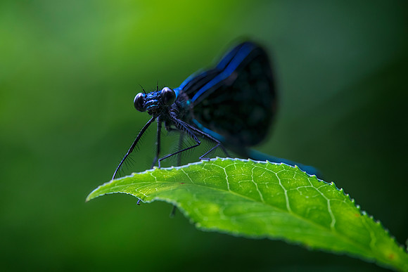 Ebony Jewelwing (Calopteryx maculata)