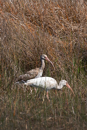 White Ibis, Adult and Juvenile