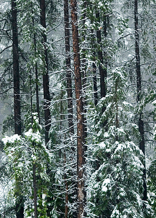 Pines in Snow, Canmore, Alberta, Canada