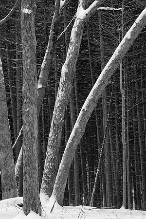 Edge of the Spruce Forest, Morton Arboretum, Lisle, IL