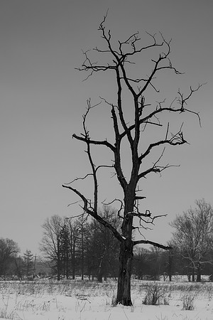Dead Tree, Lisle, IL