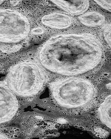 Pancake Ice, Morton Arboretum, Lisle, IL